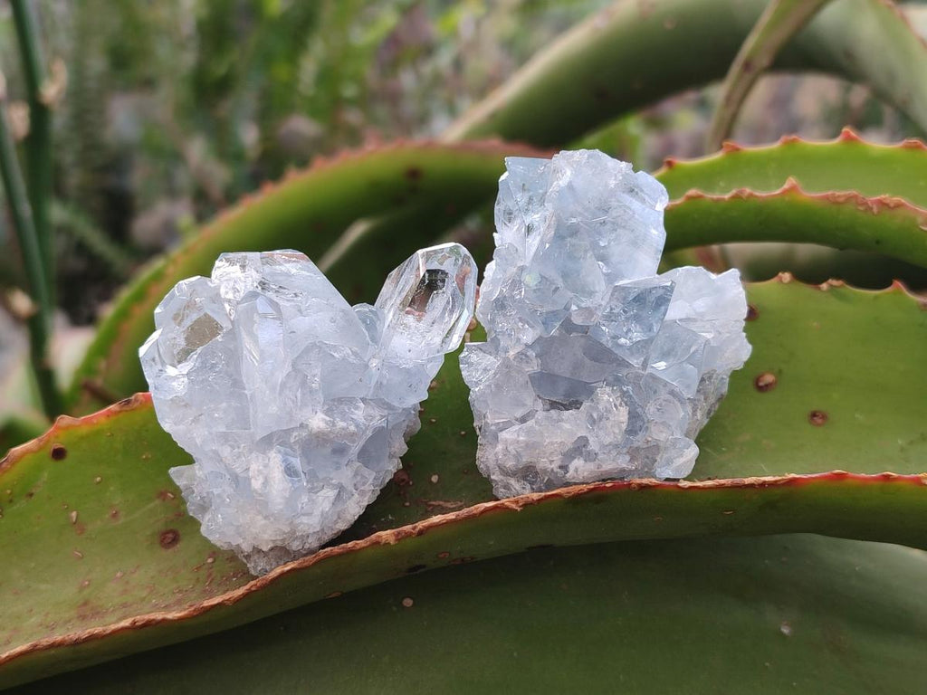 Natural Blue Celestite Specimens x 12 From Sakoany, Madagascar - Toprock Gemstones and Minerals 