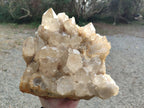 Natural XL Clear Champagne Citrine Quartz Crystal Cluster x 1 From Luena, Congo - Toprock Gemstones and Minerals 