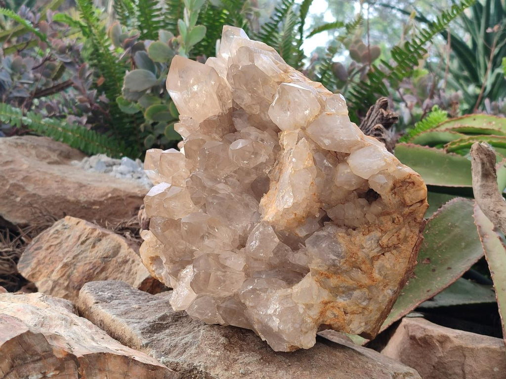 Natural XL Clear Champagne Citrine Quartz Crystal Cluster x 1 From Luena, Congo - Toprock Gemstones and Minerals 