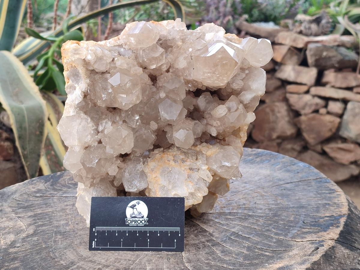 Natural XL Clear Champagne Citrine Quartz Crystal Cluster x 1 From Luena, Congo - Toprock Gemstones and Minerals 