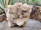 Natural XL Clear Champagne Citrine Quartz Crystal Cluster x 1 From Luena, Congo - Toprock Gemstones and Minerals 