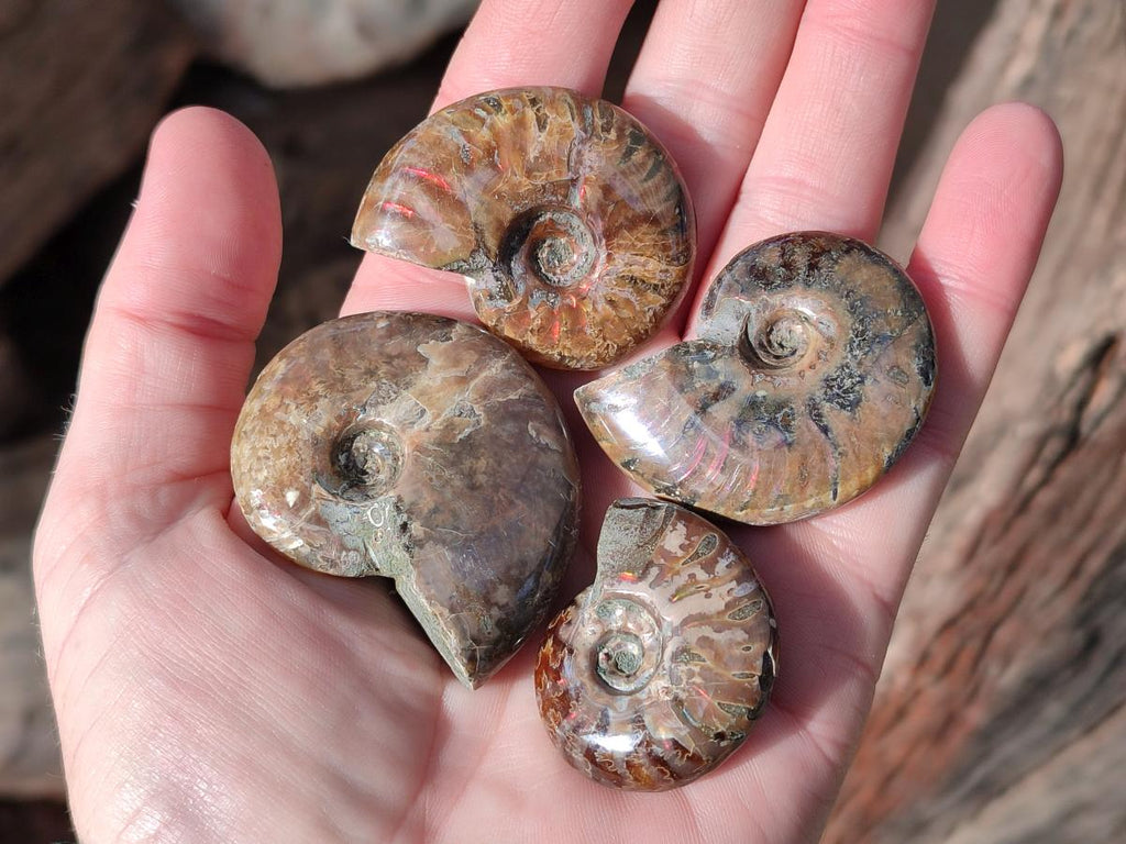 Polished Small Opalized Cleoniceras Ammonite Fossils x 24 From Tulear, Madagascar - Toprock Gemstones and Minerals 