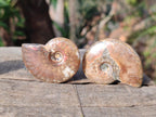 Polished Small Opalized Cleoniceras Ammonite Fossils x 24 From Tulear, Madagascar - Toprock Gemstones and Minerals 