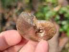 Polished Small Opalized Cleoniceras Ammonite Fossils x 24 From Tulear, Madagascar - Toprock Gemstones and Minerals 