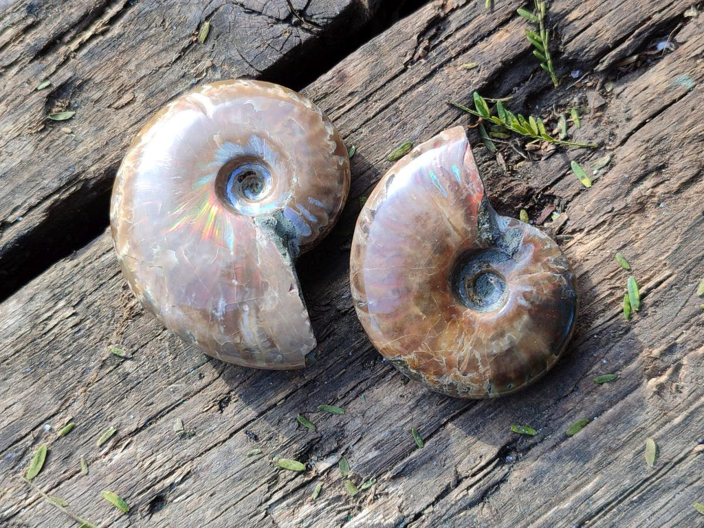 Polished Small Opalized Cleoniceras Ammonite Fossils x 24 From Tulear, Madagascar - Toprock Gemstones and Minerals 
