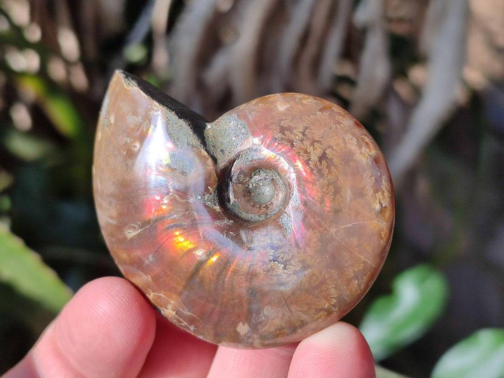 Polished Small Opalized Cleoniceras Ammonite Fossils x 24 From Tulear, Madagascar - Toprock Gemstones and Minerals 