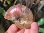 Polished Small Opalized Cleoniceras Ammonite Fossils x 24 From Tulear, Madagascar - Toprock Gemstones and Minerals 