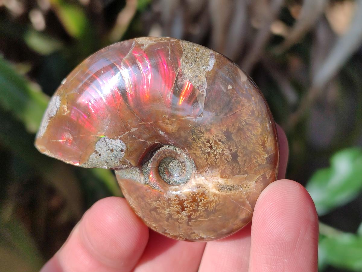 Polished Small Opalized Cleoniceras Ammonite Fossils x 24 From Tulear, Madagascar - Toprock Gemstones and Minerals 