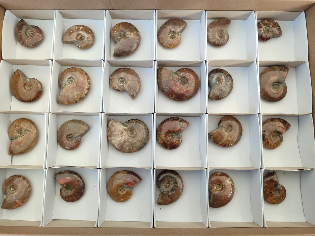 Polished Small Opalized Cleoniceras Ammonite Fossils x 24 From Tulear, Madagascar - Toprock Gemstones and Minerals 