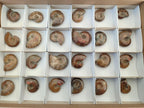 Polished Small Opalized Cleoniceras Ammonite Fossils x 24 From Tulear, Madagascar - Toprock Gemstones and Minerals 