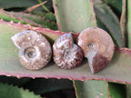 Polished Small Opalized Cleoniceras Ammonite Fossils x 24 From Tulear, Madagascar - Toprock Gemstones and Minerals 
