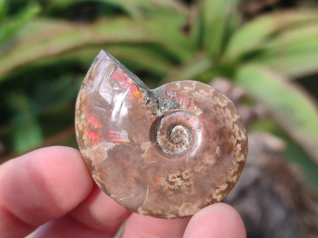 Polished Small Opalized Cleoniceras Ammonite Fossils x 24 From Tulear, Madagascar - Toprock Gemstones and Minerals 