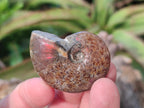 Polished Small Opalized Cleoniceras Ammonite Fossils x 24 From Tulear, Madagascar - Toprock Gemstones and Minerals 