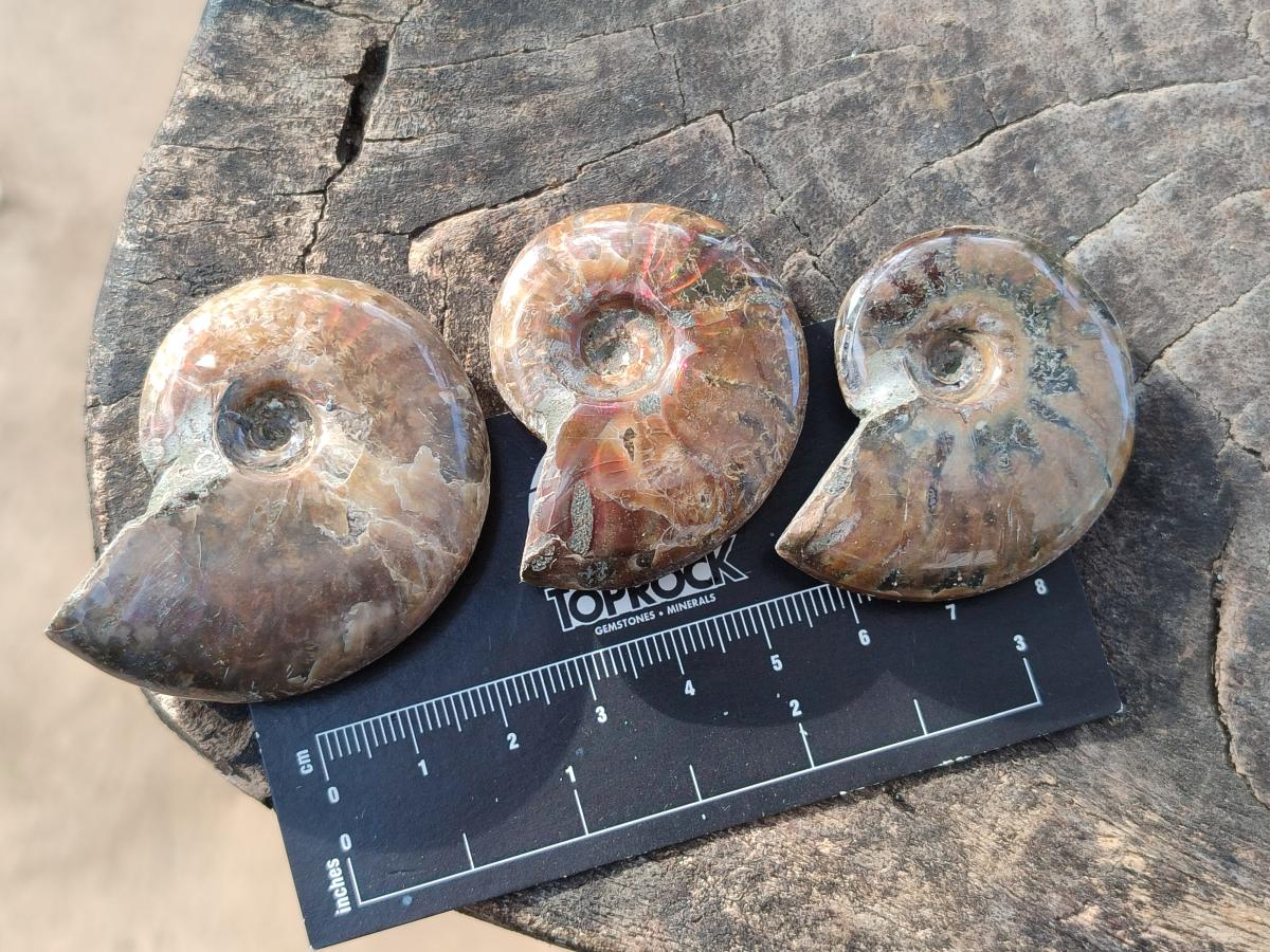 Polished Small Opalized Cleoniceras Ammonite Fossils x 24 From Tulear, Madagascar - Toprock Gemstones and Minerals 