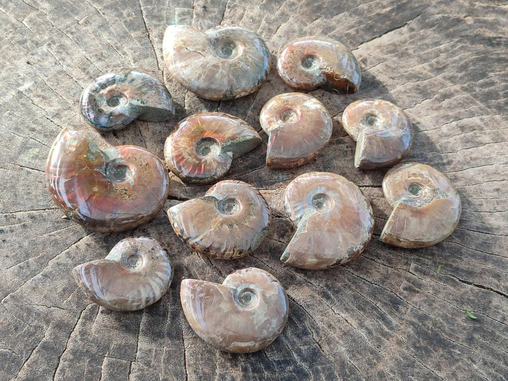 Polished Small Opalized Cleoniceras Ammonite Fossils x 24 From Tulear, Madagascar - Toprock Gemstones and Minerals 