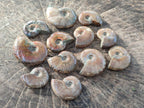 Polished Small Opalized Cleoniceras Ammonite Fossils x 24 From Tulear, Madagascar - Toprock Gemstones and Minerals 