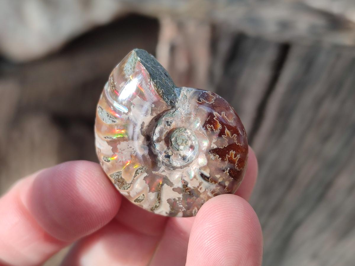 Polished Small Opalized Cleoniceras Ammonite Fossils x 24 From Tulear, Madagascar - Toprock Gemstones and Minerals 