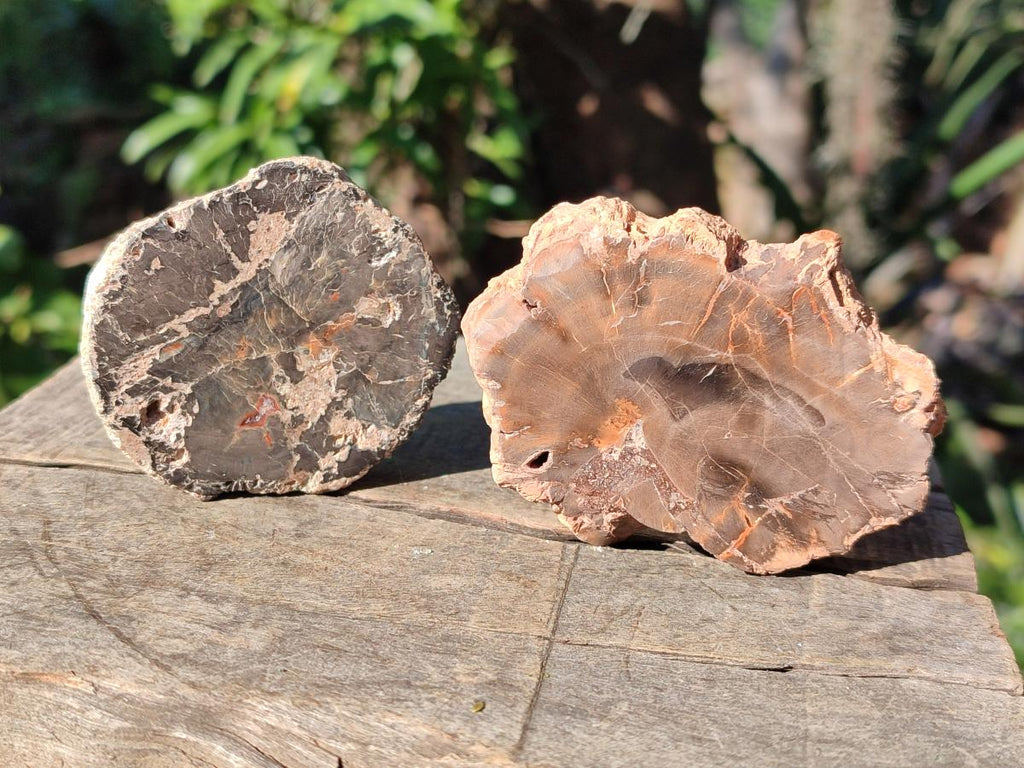 Polished Brown Podocarpus Petrified Wood Slices x 12 From Mahajanga, Madagascar - Toprock Gemstones and Minerals 