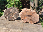Polished Brown Podocarpus Petrified Wood Slices x 12 From Mahajanga, Madagascar - Toprock Gemstones and Minerals 