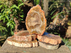 Polished Brown Podocarpus Petrified Wood Slices x 12 From Mahajanga, Madagascar - Toprock Gemstones and Minerals 