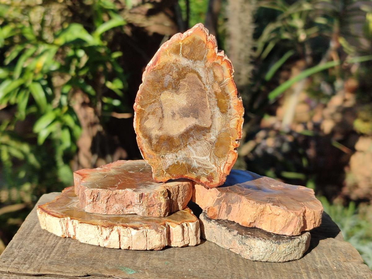 Polished Brown Podocarpus Petrified Wood Slices x 12 From Mahajanga, Madagascar - Toprock Gemstones and Minerals 