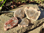 Polished Brown Podocarpus Petrified Wood Slices x 12 From Mahajanga, Madagascar - Toprock Gemstones and Minerals 