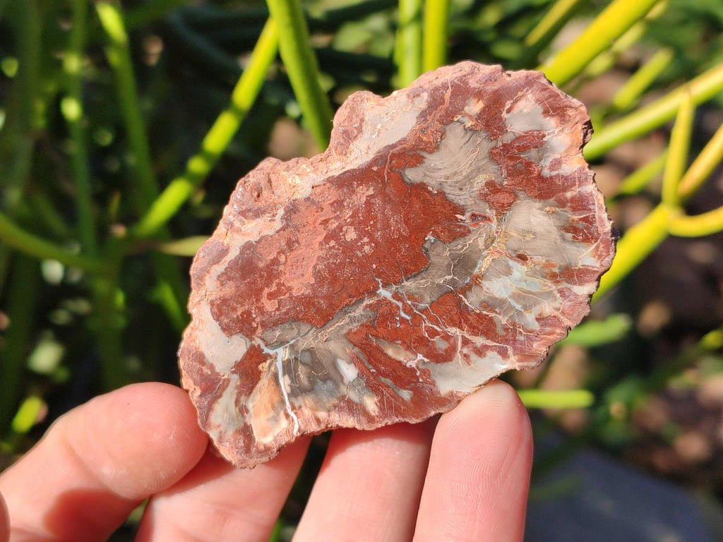 Polished Brown Podocarpus Petrified Wood Slices x 12 From Mahajanga, Madagascar - Toprock Gemstones and Minerals 