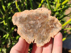 Polished Brown Podocarpus Petrified Wood Slices x 12 From Mahajanga, Madagascar - Toprock Gemstones and Minerals 