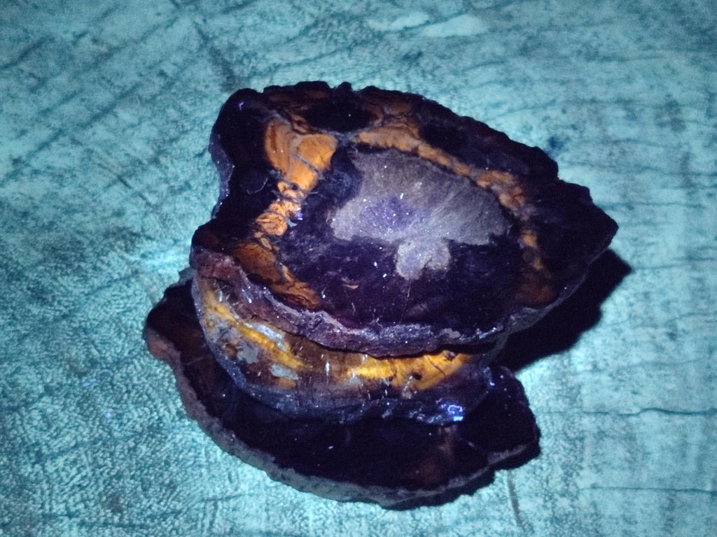 Polished Brown Podocarpus Petrified Wood Slices x 12 From Mahajanga, Madagascar - Toprock Gemstones and Minerals 