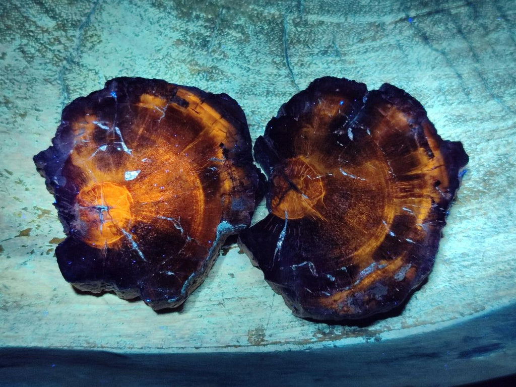 Polished Brown Podocarpus Petrified Wood Slices x 12 From Mahajanga, Madagascar - Toprock Gemstones and Minerals 