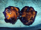 Polished Brown Podocarpus Petrified Wood Slices x 12 From Mahajanga, Madagascar - Toprock Gemstones and Minerals 