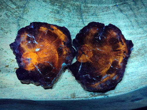 Polished Brown Podocarpus Petrified Wood Slices x 12 From Mahajanga, Madagascar - Toprock Gemstones and Minerals 