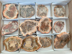 Polished Brown Podocarpus Petrified Wood Slices x 12 From Mahajanga, Madagascar - Toprock Gemstones and Minerals 