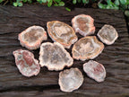 Polished Brown Podocarpus Petrified Wood Slices x 12 From Mahajanga, Madagascar - Toprock Gemstones and Minerals 