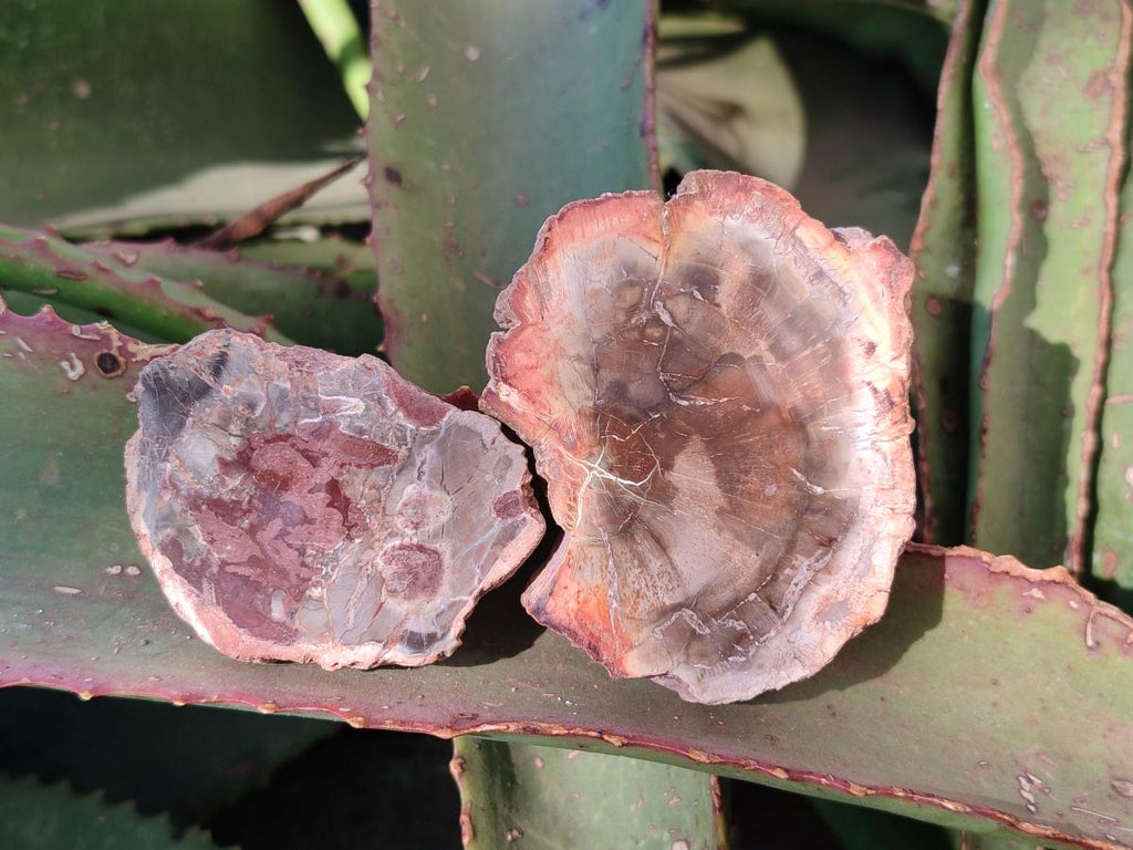 Polished Brown Podocarpus Petrified Wood Slices x 12 From Mahajanga, Madagascar - Toprock Gemstones and Minerals 