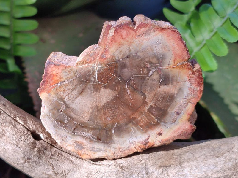 Polished Brown Podocarpus Petrified Wood Slices x 12 From Mahajanga, Madagascar - Toprock Gemstones and Minerals 