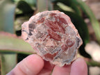 Polished Brown Podocarpus Petrified Wood Slices x 12 From Mahajanga, Madagascar - Toprock Gemstones and Minerals 