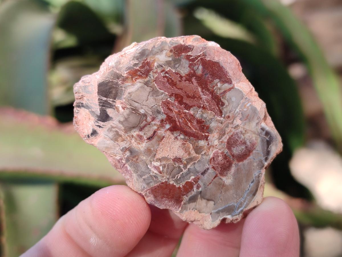 Polished Brown Podocarpus Petrified Wood Slices x 12 From Mahajanga, Madagascar - Toprock Gemstones and Minerals 