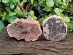 Polished Brown Podocarpus Petrified Wood Slices x 12 From Mahajanga, Madagascar - Toprock Gemstones and Minerals 