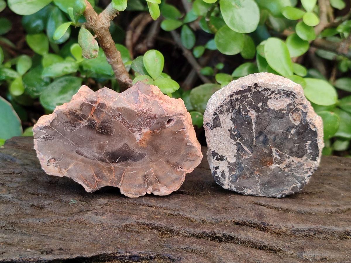 Polished Brown Podocarpus Petrified Wood Slices x 12 From Mahajanga, Madagascar - Toprock Gemstones and Minerals 