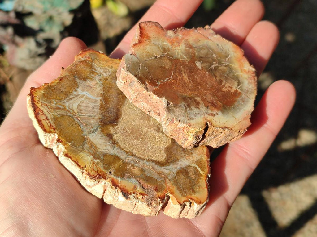 Polished Brown Podocarpus Petrified Wood Slices x 12 From Mahajanga, Madagascar - Toprock Gemstones and Minerals 