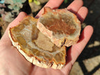 Polished Brown Podocarpus Petrified Wood Slices x 12 From Mahajanga, Madagascar - Toprock Gemstones and Minerals 