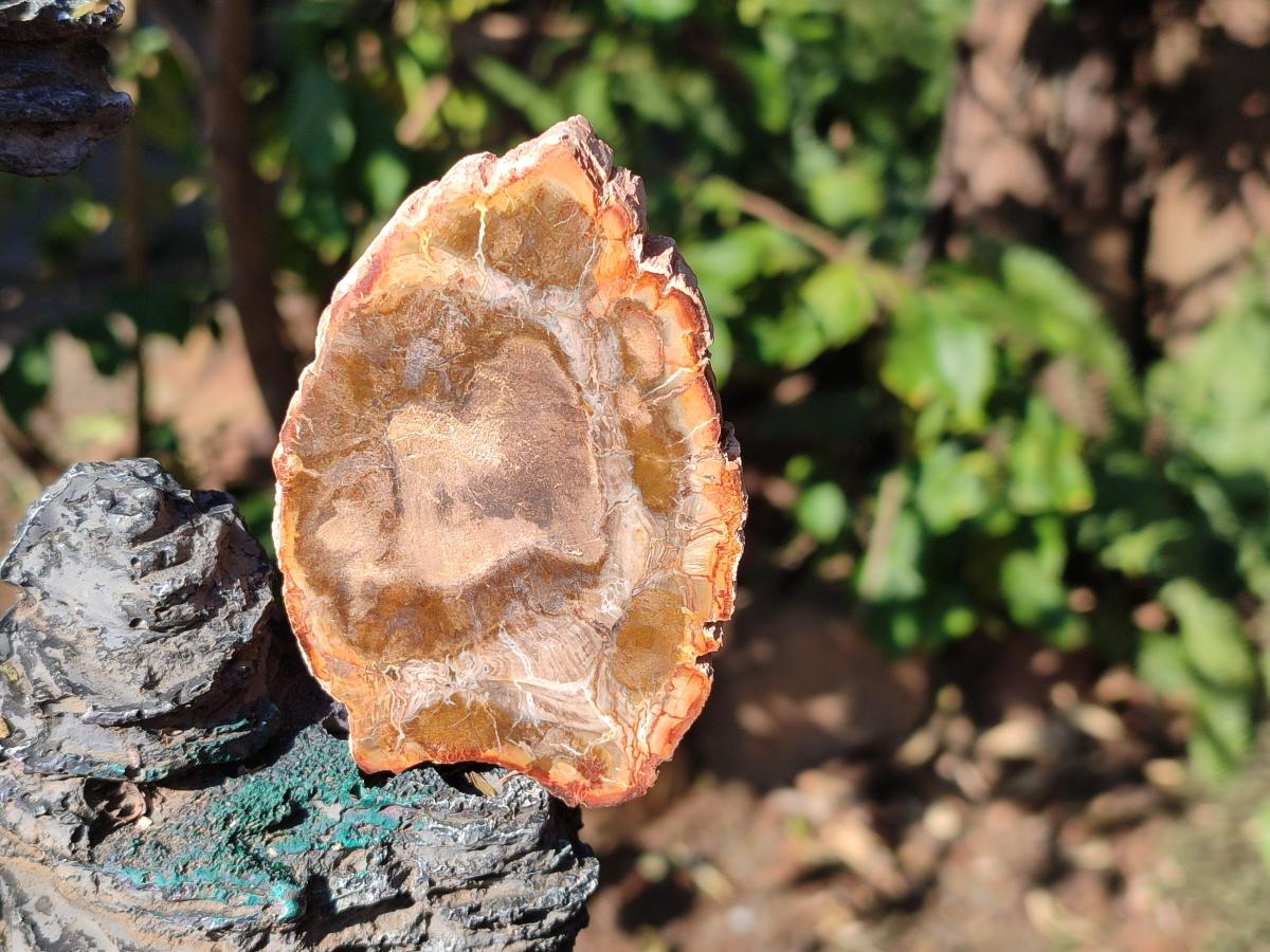 Polished Brown Podocarpus Petrified Wood Slices x 12 From Mahajanga, Madagascar - Toprock Gemstones and Minerals 