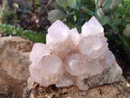 Natural Pale Lilac Spirit Amethyst Cluster with Cactus Flower Formations x 2 From Boekenhouthoek, South Africa - Toprock Gemstones and Minerals 