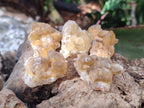 Natural Golden Limonite Quartz Crystal Clusters x 70 From Solwezi, Zambia - Toprock Gemstones and Minerals 