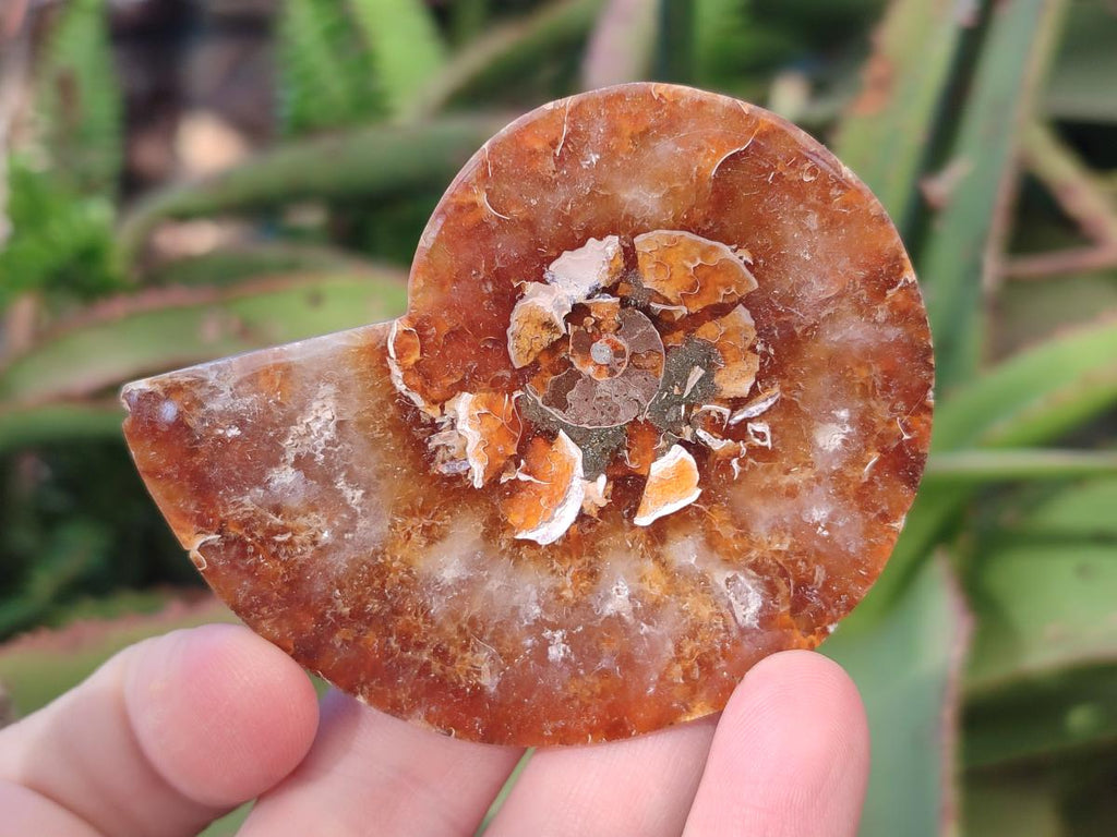 Polished Opalized Cleoniceras Ammonite Fossil Pairs x 8 From Tulear, Madagascar - Toprock Gemstones and Minerals 