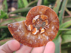 Polished Opalized Cleoniceras Ammonite Fossil Pairs x 8 From Tulear, Madagascar - Toprock Gemstones and Minerals 
