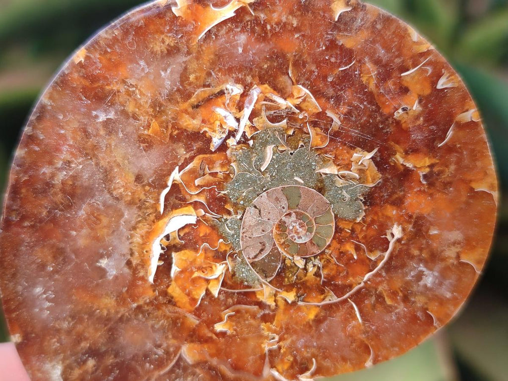 Polished Opalized Cleoniceras Ammonite Fossil Pairs x 8 From Tulear, Madagascar - Toprock Gemstones and Minerals 