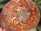 Polished Opalized Cleoniceras Ammonite Fossil Pairs x 8 From Tulear, Madagascar - Toprock Gemstones and Minerals 