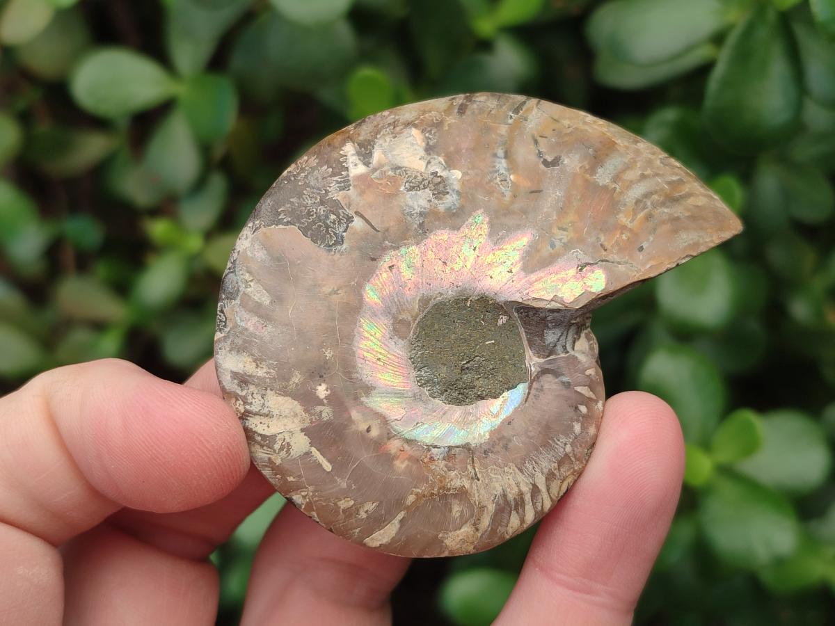 Polished Opalized Cleoniceras Ammonite Fossil Pairs x 8 From Tulear, Madagascar - Toprock Gemstones and Minerals 
